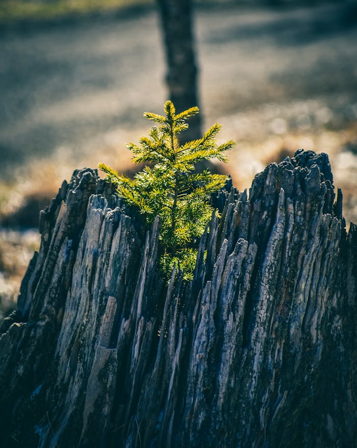 ours-journey Young fragile green fir tree growing on old rotten trunk in sunny forest