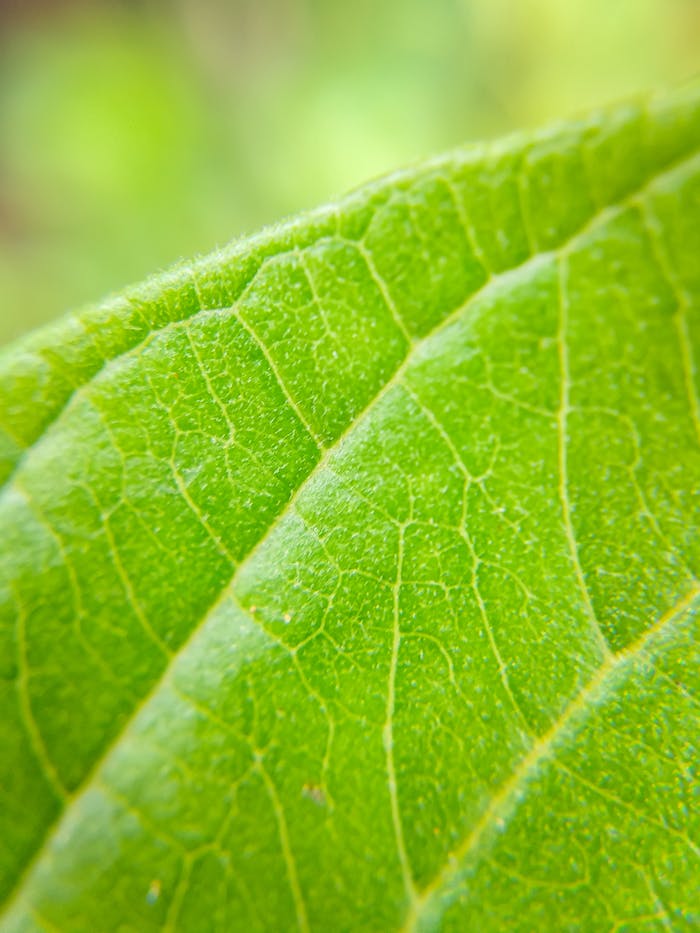 Detailed macro shot of a green leaf showing veins and texture.