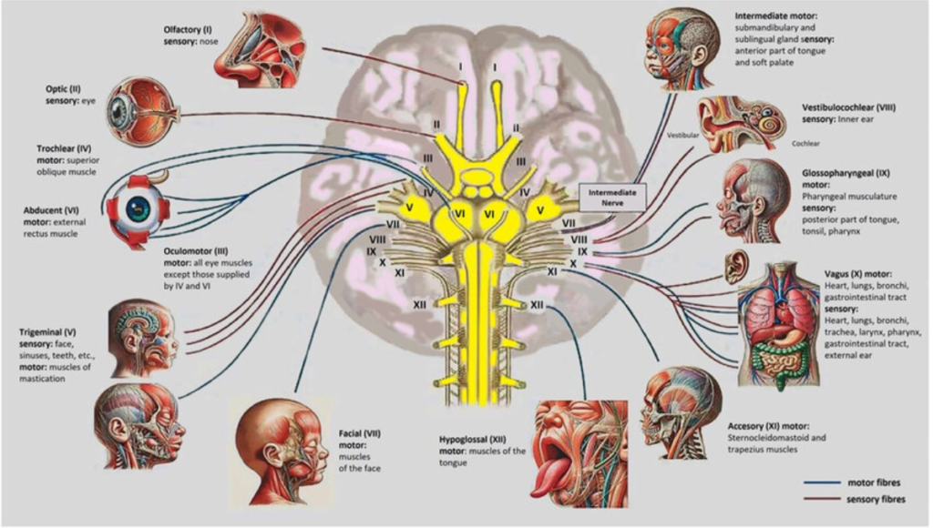 Educational diagram illustrating the 12 cranial nerves in the human brain