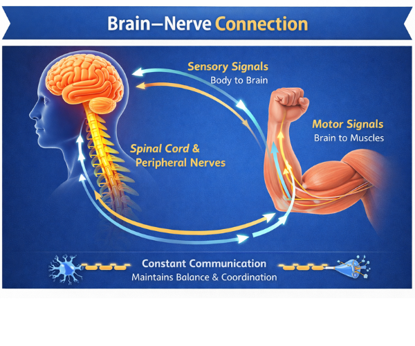 Brain nerve connection diagram showing sensory signals from body to brain and motor signals from brain to muscles through spinal cord and nerves