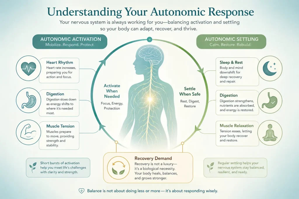 Autonomic Response and Body Regulation Autonomic response infographic showing activation, settling, heart rhythm, digestion, muscle tension, sleep, and recovery demand