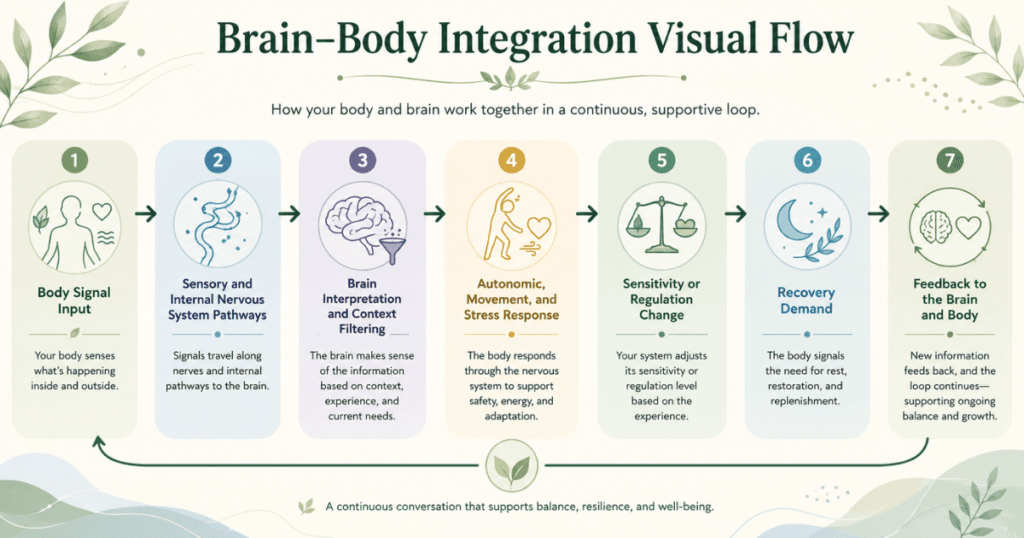 Flow infographic showing body signal input moving to nervous system pathways, brain interpretation, regulation response, sensitivity change, recovery demand, and feedback to the brain and body.