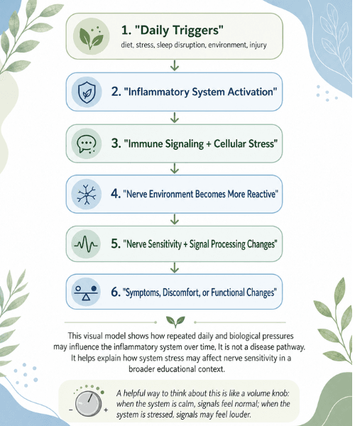 Inflammatory System flow diagram showing how daily triggers, immune signaling, and cellular stress may influence nerve sensitivity and signal processing over time.