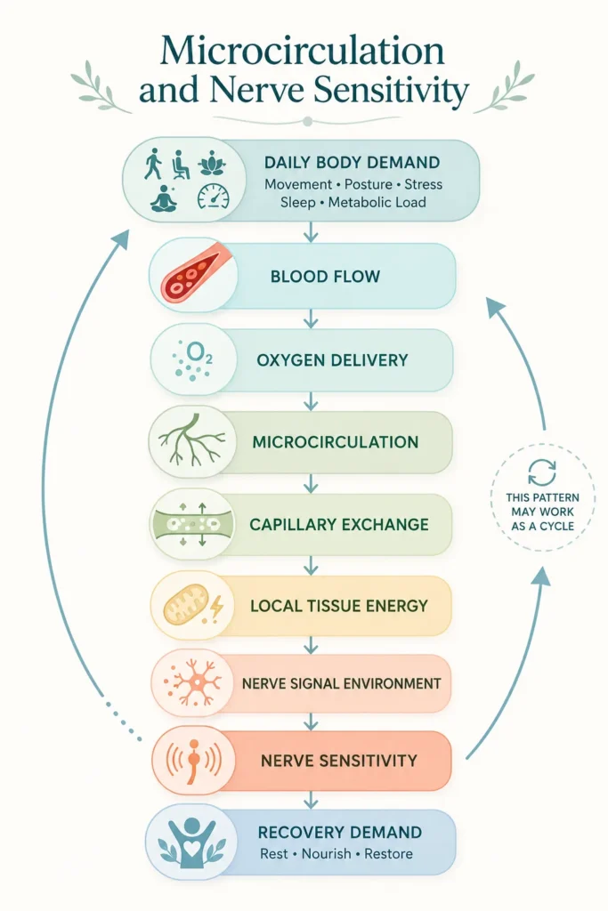 Microcirculation and Nerve Sensitivity visual flow from daily body demand to blood flow, capillary exchange, nerve signaling, sensitivity, and recovery demand.