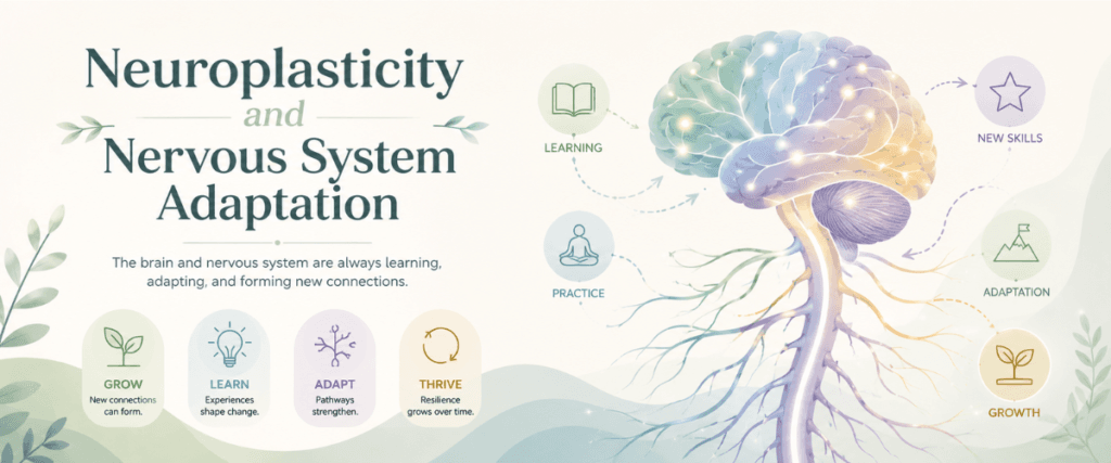 neuroplasticity-nervous-system-adaptation-hero. Neuroplasticity hero image showing a calm brain and nerve pathway illustration that represents nervous system adaptation, learning, and new pathway formation.