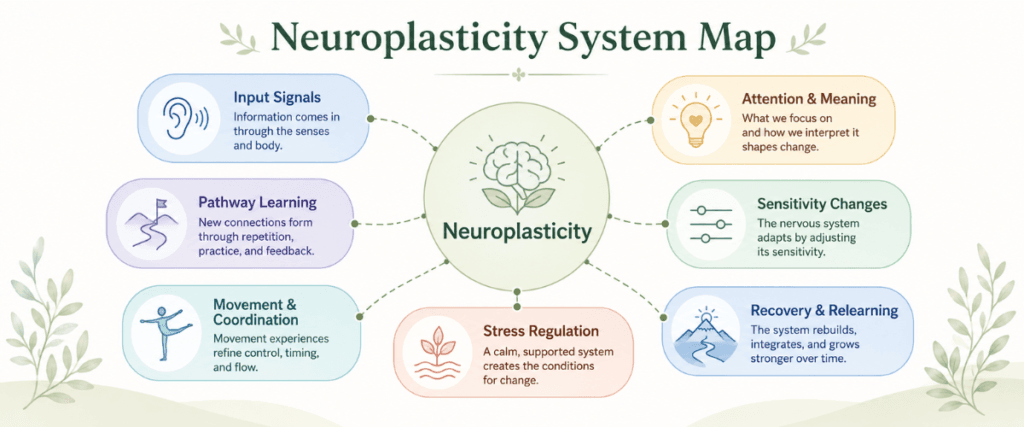 neuroplasticity-system-map. Neuroplasticity system map showing input, attention, pathway learning, sensitivity, movement, regulation, and recovery.