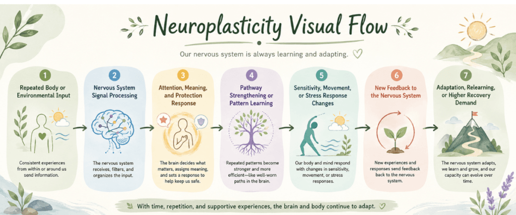 neuroplasticity-visual-flow. Neuroplasticity visual flow showing repeated input, signal processing, pattern learning, sensitivity changes, and adaptation.