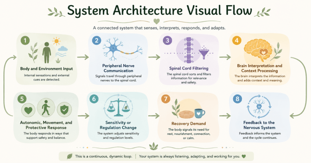 system-architecture-visual-flow. Flow infographic showing body and environment input moving through peripheral nerve communication, spinal cord filtering, brain interpretation, system response, sensitivity change, recovery demand, and feedback.