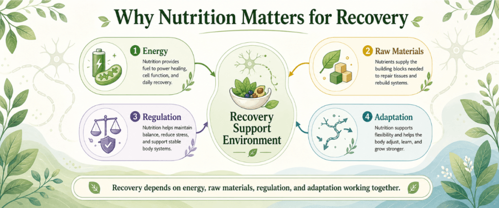 Organic infographic showing why nutrition matters for recovery through energy, raw materials, regulation, and adaptation support.