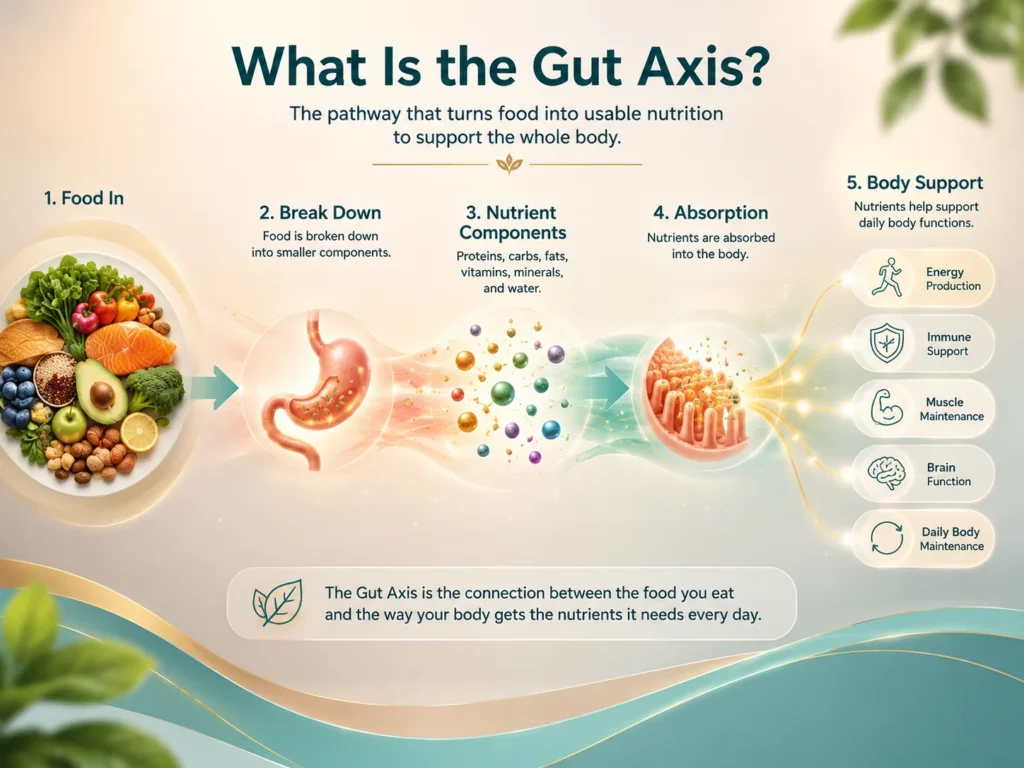 What Is the Gut Axis What Is the Gut Axis concept image showing food becoming usable nutrients through digestion and absorption.