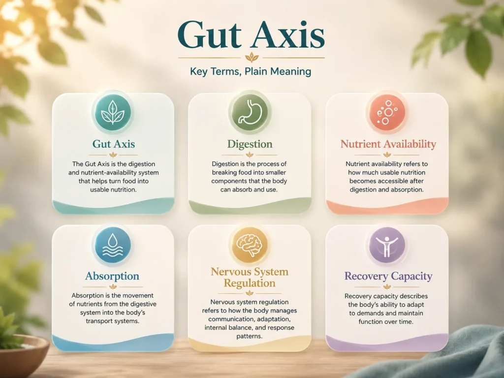 Gut Axis Plain Meaning Glossary Gut Axis glossary image with simple cards for digestion, nutrient availability, absorption, nervous system regulation, and recovery capacity.