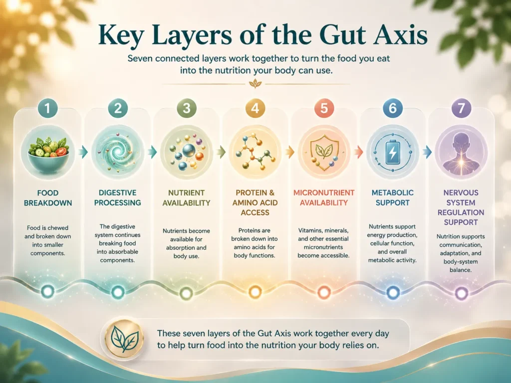 Key Layers of the Gut Axis Key layers of the Gut Axis system map showing food breakdown, digestion, nutrient availability, protein, micronutrients, metabolism, and regulation.