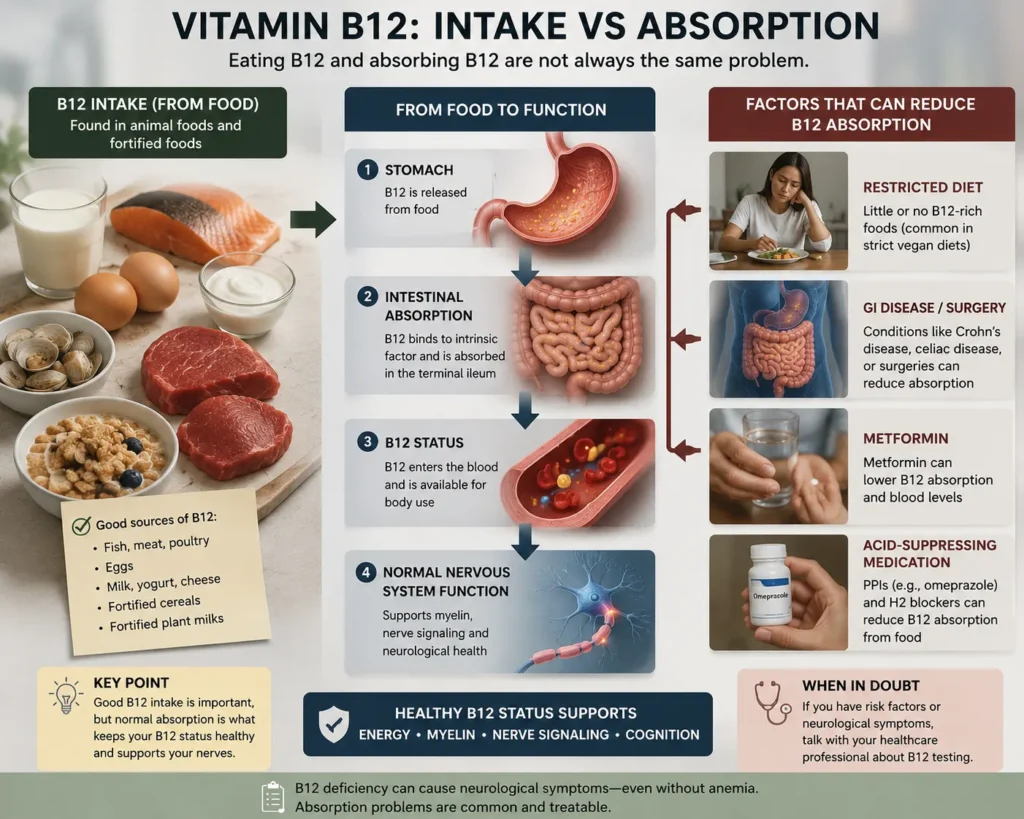 Vitamin B12 Intake, Absorption and Nerve Health Photorealistic infographic showing vitamin B12 food intake, stomach and intestinal absorption, blood B12 status, nervous-system function, and factors such as restricted diet, GI disease, metformin and acid-suppressing medication