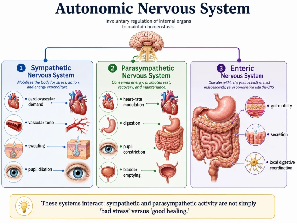 Sympathetic parasympathetic and enteric divisions of the autonomic nervous system